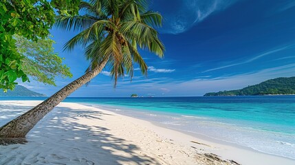 Wall Mural - Touched tropical beach in similan island,Coconut tree or palm tree on the Beach