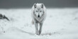wide angle view full body of white wolf in snow, region fox in the snow