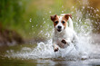 Playful Jack Russell Terrier Dog Running Through Water splashing