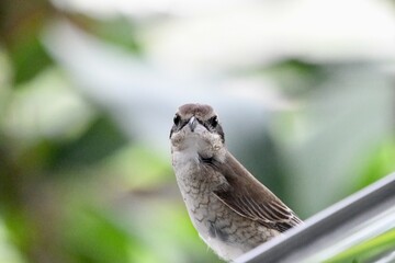 Wall Mural - Brown shrike in garden closeup