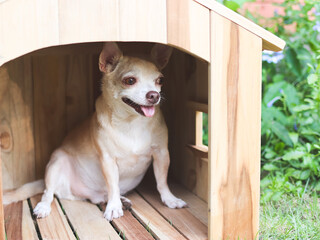 Wall Mural - brown  short hair  Chihuahua dog sitting in  wooden dog house, in the garden. smiling and looking away.