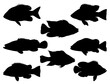 Tilapia Fish silhouette vector art white background