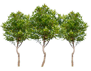 Wall Mural - Trees for garden decoration on transparent background PNG