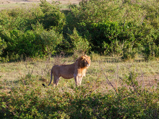 Wall Mural - Lion male in Masai Mara in a bushy landscape