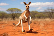 Cute park wildlife joey wild animals grass kangaroo mammal australia australian marsupial nature