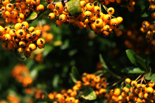 Autumnal Background With Copy Space. Pyracantha Bush With Yellow Berries, Also Called Firethorn