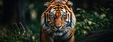 Close-up Shot Of A Tiger