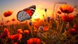 At sunset, a butterfly and a poppy flower