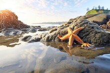 Starfish Near Tide Pools Edge With Waves Approaching