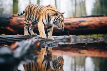 Underbelly View Of A Tiger Walking On A Log