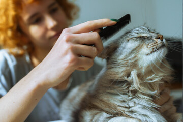 domestic cat grooming