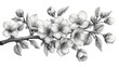 © AS Photo Family - Blossoming branch of apple tree isolated on white background. Watercolor illustration.