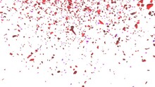 Red And Pink Rose Petals And Purple Flower Petals Confetti Seamless Looping Animation On The White Background. 
