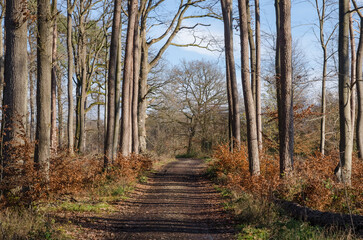 Forest scene during autumn with trees and footpath