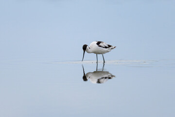 Poster - A Pied Avocet walking in shallow water