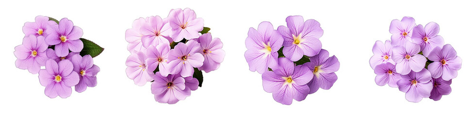 Wall Mural - Four clusters of purple phlox flowers with varied petal arrangements, isolated on a transparent background