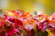 Bird Singing In Colorful Autumn Leaves