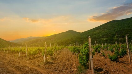 Wall Mural - vineyard in a mountain valley at the sunset, countryside agricultural time lapse scene