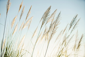 Wall Mural - grass flower