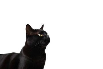 Wall Mural - a high quality stock photograph of a single posing black cat waving with his paw isolated on a transparant or white background