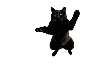 Wall Mural - a high quality stock photograph of a single flying black cat waving with his paw isolated on a transparant or white background