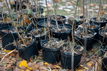 Wall Mural - reforestation or set of young trees trunks in pots for planting in fall