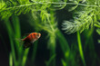 orange striped long fin glofish tetra swimming in aquarium