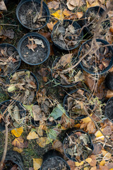 Wall Mural - reforestation or set of young trees trunks in pots for planting in fall