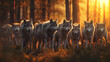 Group of wolves in the forest with sunset.
