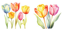 Cute Watercolor Tulips