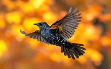 bird in flight in autumn