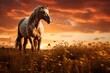 beautiful white horse standing at sunset in the field in nature