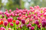 Fototapeta Tulipany - Pink tulips in sunlight, close up of tulip flowers in flower garden, tulips with water drop and backlight flora wallpaper background.