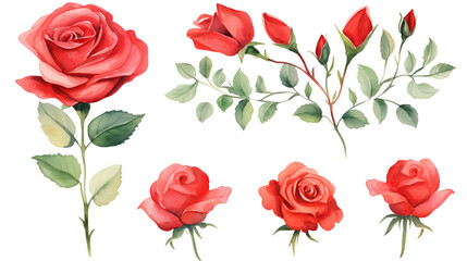 Wall Mural - Watercolor elements red roses on a white background