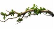 Realistic twisted jungle branch with plant growing isolated on a white background isolated on white background,