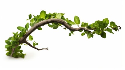 realistic twisted jungle branch with plant growing isolated on a white background isolated on white 