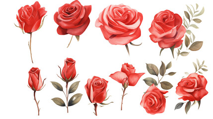 Wall Mural - Watercolor elements red roses on a white background