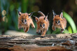 The whimsical glee of Caracal kittens