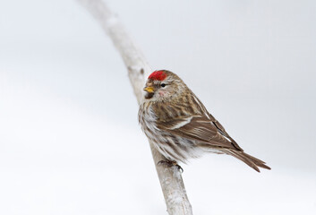 Wall Mural - Male Redpoll perched on a branch in winter