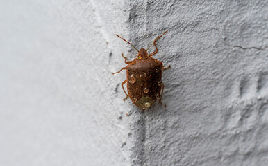 Wall Mural - Close-up of a brown beetle Halyomorpha halys with water drops on its back.