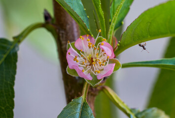 Wall Mural - Detail of a pink apricot tree flower. Small black ant on a leaf.