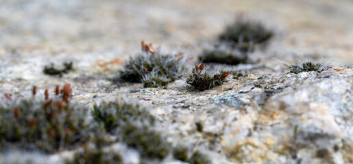 Wall Mural - Detail of green moss on white rock. Blurred background.