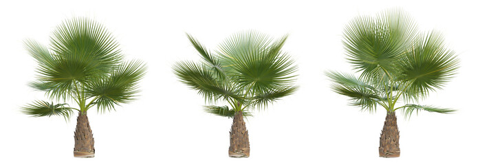 Wall Mural - Washingtonia filifera palm tree on transparent background, png plant, 3d render illustration.
