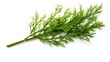 Closeup of green twig of thuja the cypress family on white background
