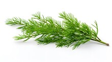 Closeup Of Green Twig Of Thuja The Cypress Family On White Background
