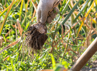 Sticker - Fresh garlic harvest in the garden. Digging out garlic bulbs