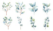 Watercolor green eucalyptus plants set isolated on transparent background