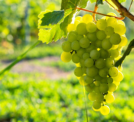 Wall Mural - Ripe dessert grapes on a vine.