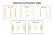 Chromosomal Mutations Types Scientific Design. Vector Illustration.