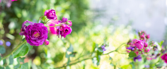 Wall Mural - Purple violet mixed color Floribunda Rose Burgundy Ice flowers in the garden, against blurred green leaves, idea for cards, greetings, nature flower background, High quality photo